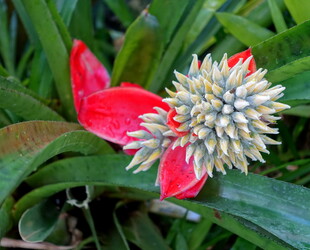 MARIE SELBY BOTANICAL GARDENS