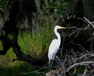 MYAKKA RIVER STATE PARK