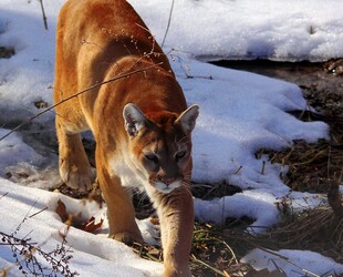 WILDLIFE PRAIRIE PARK