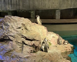 NEW ENGLAND AQUARIUM