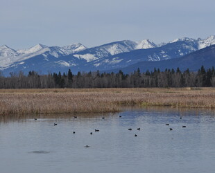 BITTERROOT NATIONAL FOREST