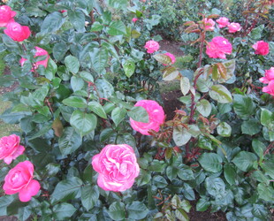 INTERNATIONAL ROSE TEST GARDEN